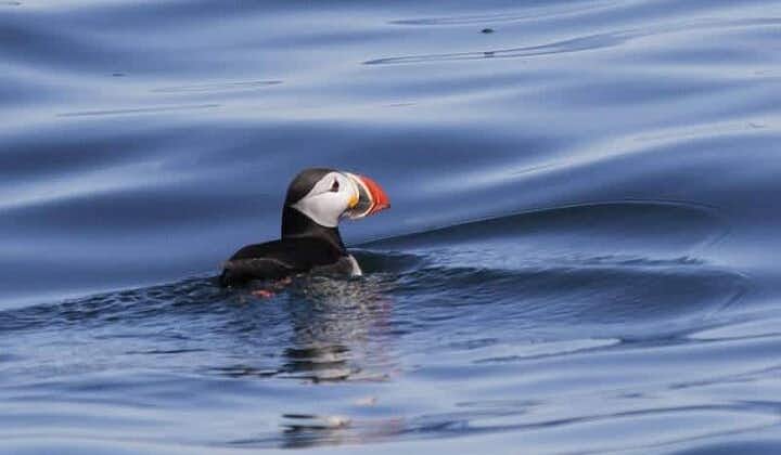 Puffin spotting and sightseeing boat tour around Nólsoy in Faroe Islands