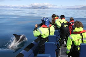 Hurtigbåt hvalsafari i Reykjavík Island – liten gruppe