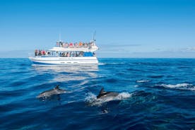 Gran Canaria Dolphin Watching Cruise