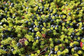 Picking wild berries and making your own jam in Iceland