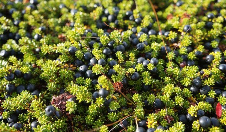 Picking wild berries and making your own jam in Iceland