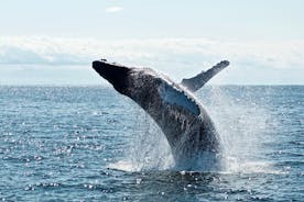 Cruzeiro de observação de baleias em um iate em Reykjavik