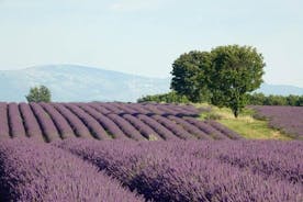 The Lavender tour from marseille or aix en provence 