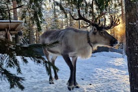 PRIVATE Reindeer Park Adventure med VIP-bil