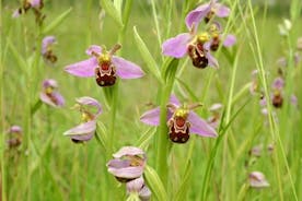 Fjärilar och orkidéer i North Downs