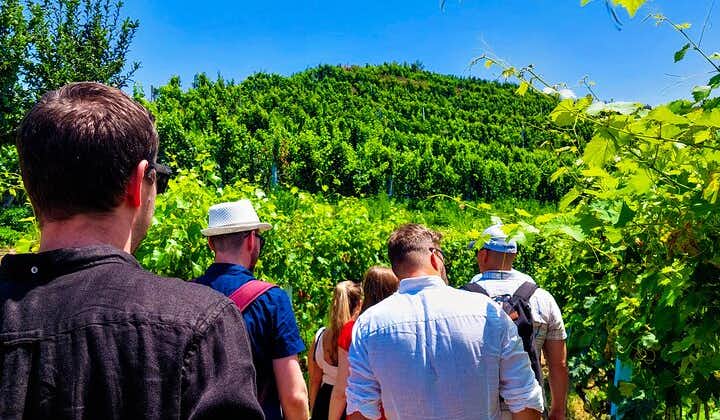 Albanian Wine Tasting & Vineyards Tour 