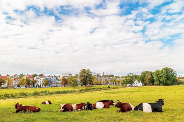 photo of The Dutch Sonsbeek city park in Arnhem with cows in front in the Netherlands.