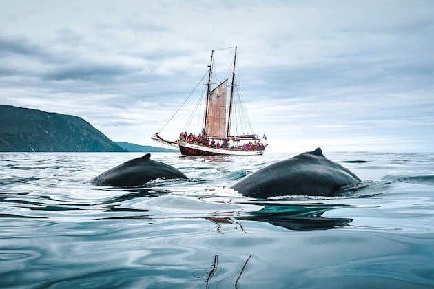 在胡萨维克的传统橡木帆船上观鲸
