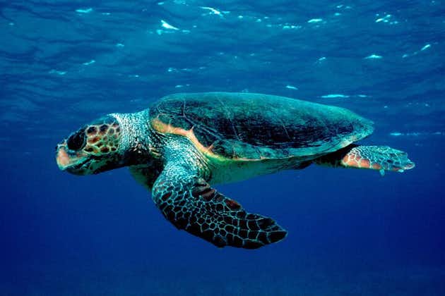 游览海洋公园和观赏海龟