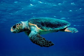 해양공원 견학 및 거북이 관찰