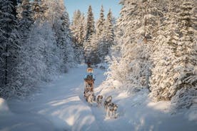 Be a musher! Husky tour into the arctic wilderness
