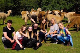 Experiência de 2 horas na fazenda Alpaca em Kenilworth