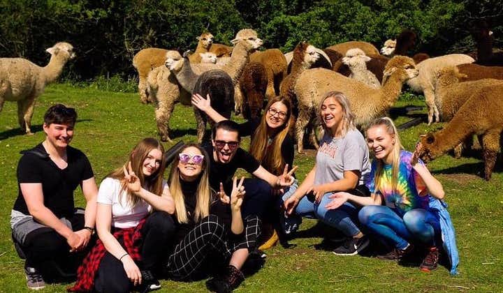 2-Hour Alpaca Farm Experience in Kenilworth