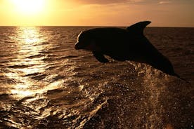 波雷奇私人家庭海豚之旅