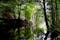 Dimmingsdale Valley & Furnace Forest Walks- Forestry England, Alton, Staffordshire Moorlands, Staffordshire, West Midlands, England, United Kingdom