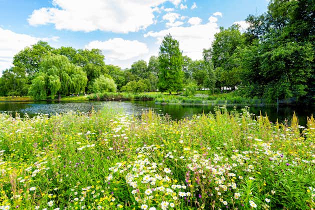 Photo of London Saint James Park green foliage and trees in sunny summer with many flowers by pond river water landscape, UK.