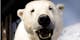 The Royal and Ancient Polar Bear Society, Hammerfest, Troms og Finnmark, Norway