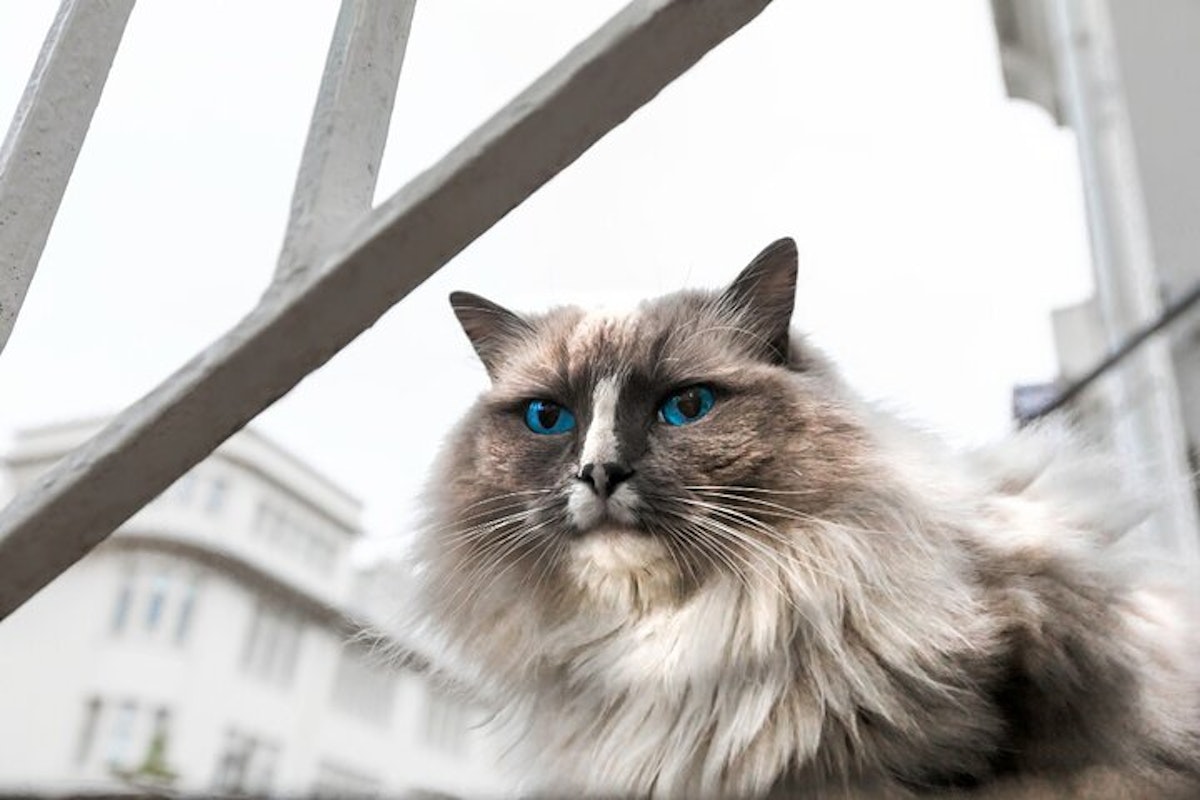 reykjavik cat tour