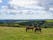 Photo of beautiful landscape of South Downs with Ponies grazing on at Queen Elizabeth Country park, UK.