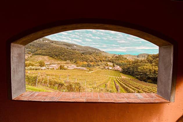 Lucca: Esperienza di degustazione di vini - Azienda vinicola Tenuta Adamo