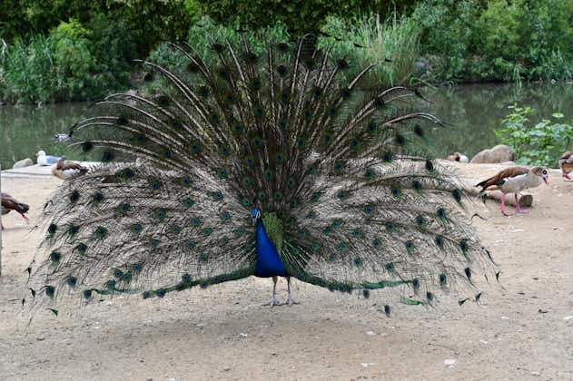 photo of peacock with a spread tail at İzmir Wildlife Park, İzmir, Turkey.