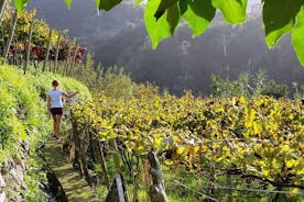 Excursão de dia inteiro para degustação de vinhos da Madeira com almoço