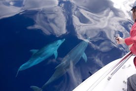 Frühlings- und Herbsttour: Delfinbeobachtung