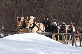 Pferdeschlittenfahrt mit Snacks - Erleben Sie das arktische Farmleben