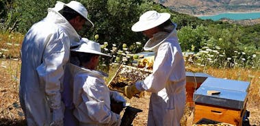 蜜蜂在 Sierra de Cadiz 的远足