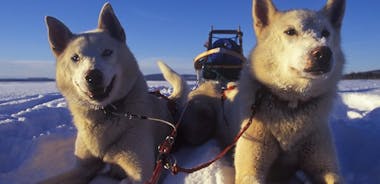 Husky Sledding Self-Drive Adventure in Tromso