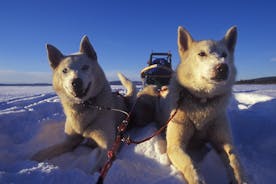 Aventura autoguiada de trenó puxado por Husky em Tromso