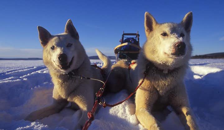 Tromso : Aventure en traîneau personnel tiré par des huskies