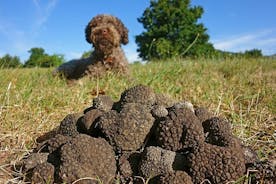 Truffle Hunting with Tasting Included - Umbria, Italy