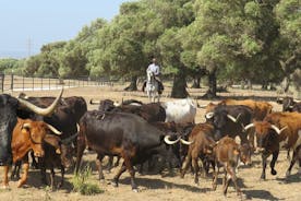 A CAMPO ABIERTO: Visita a los caballos de Álvaro Domecq y los toros bravos en libertad