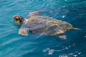 Caretta - Escursione alle tartarughe di Caretta (Gita in barca)