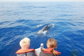 Observação de baleias, golfinhos e tartarugas