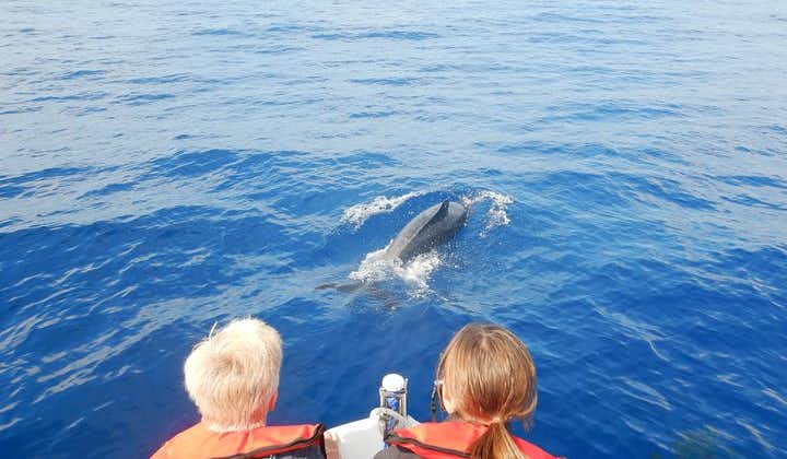 Walbeobachtung, Delfine und Schildkröten