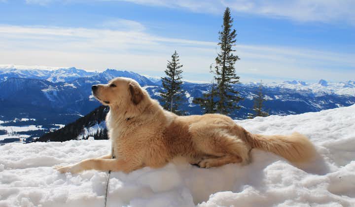 Photo of dog in snow in ski resort Bad Mittendorf ,Austria.