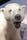 The Royal And Ancient Polar Bear Society Hammerfest Norway