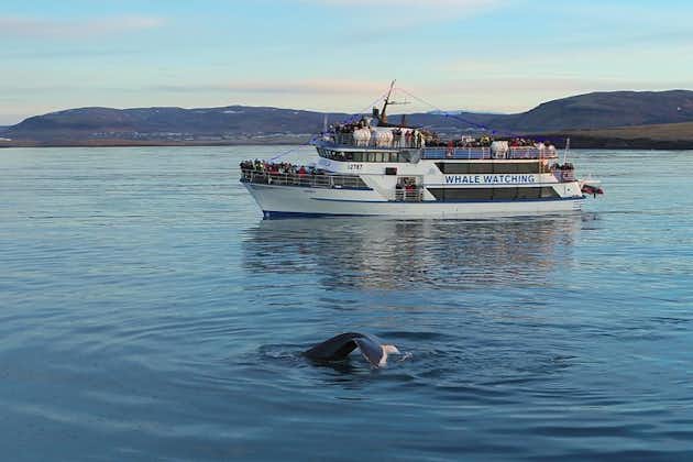 Excursion d'équitation islandaise et observation des baleines depuis Reykjavik