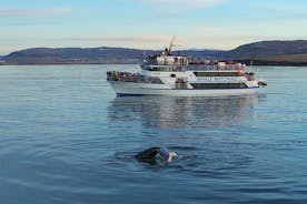 Tour islandese di equitazione e whale watching da Reykjavik