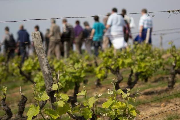 在卢瓦尔河谷的Vouvray参观葡萄园，酒庄和酒窖并品尝葡萄酒