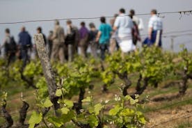 Excursion à la découverte d'un vignoble, d'un domaine vinicole et d'une cave avec dégustation de vins à Vouvray dans la vallée de la Loire
