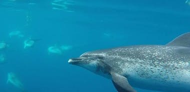 Swimming with Dolphins in the Azores, Teceira Island | OceanEmotion