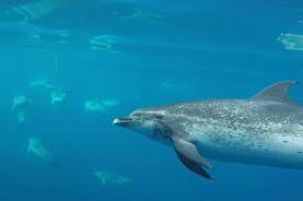 在亚速尔群岛与海豚一起游泳，特塞拉岛 |海洋情感