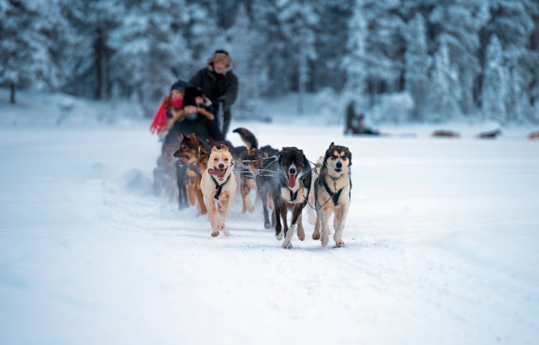 Photo of sledding with husky dogs in Tromso, Norway.