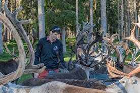 Reindeer Farm Experience in Summer and Autumn from Rovaniemi