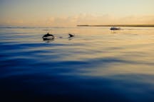 Туры для наблюдения за дельфинами в Венеции, Италия