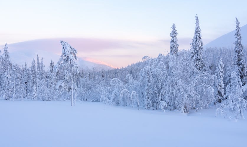 Photo of snowy forest and fell in Finland's Lapland, Kolari.