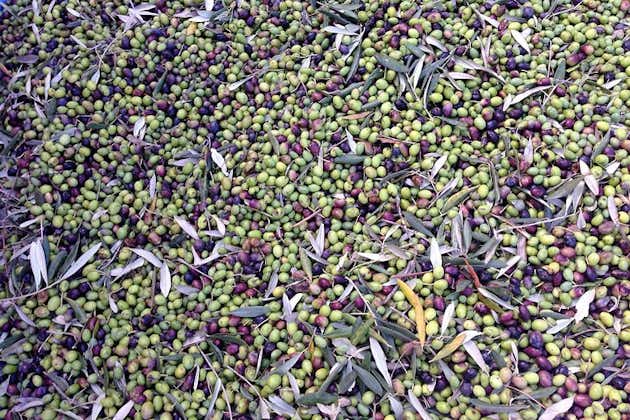 秋-ヴァルディキアーナセネーゼのグリーンゴールド：オリーブの採集と圧搾